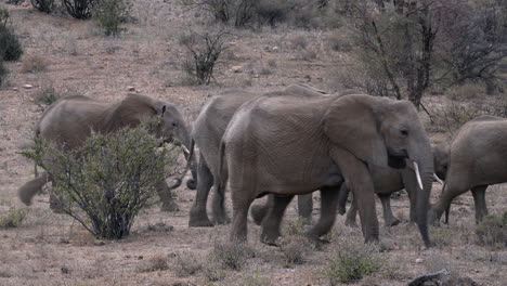 Elefantenherde-In-Einem-Naturpark-In-Kenia