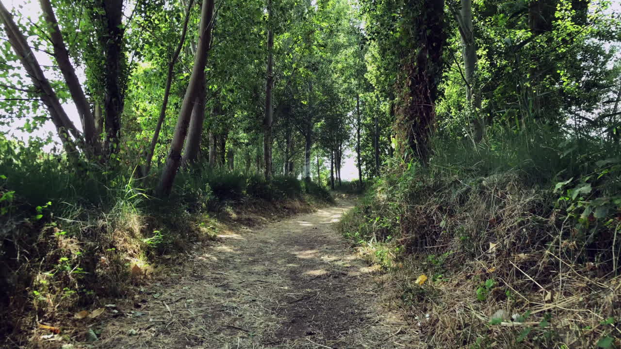 강둑의 숲을 걷다