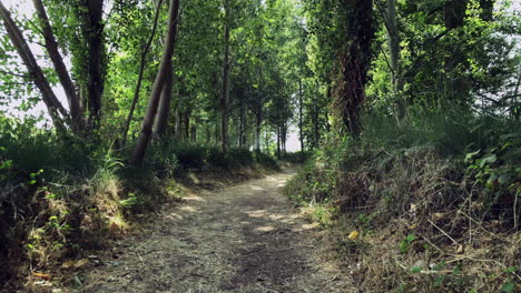 caminar por el bosque en la orilla del río