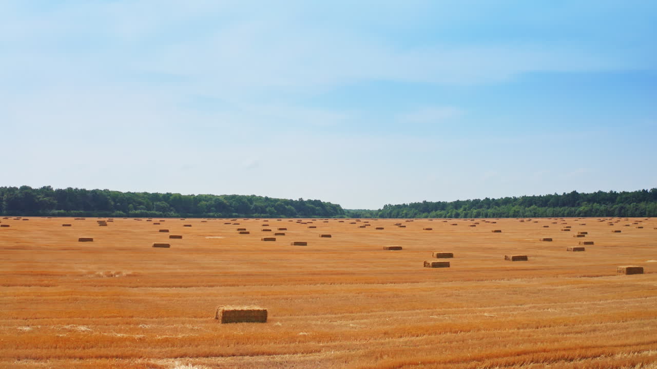 Vast agricultural field after harvesting with hay bales scattered around. Sunny summer day backdrop.