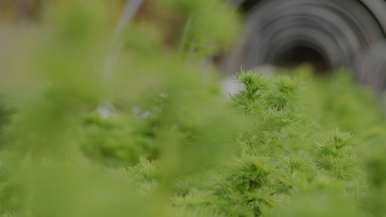 Macro high depth of field footage panning across a row of plants on a flower farm.