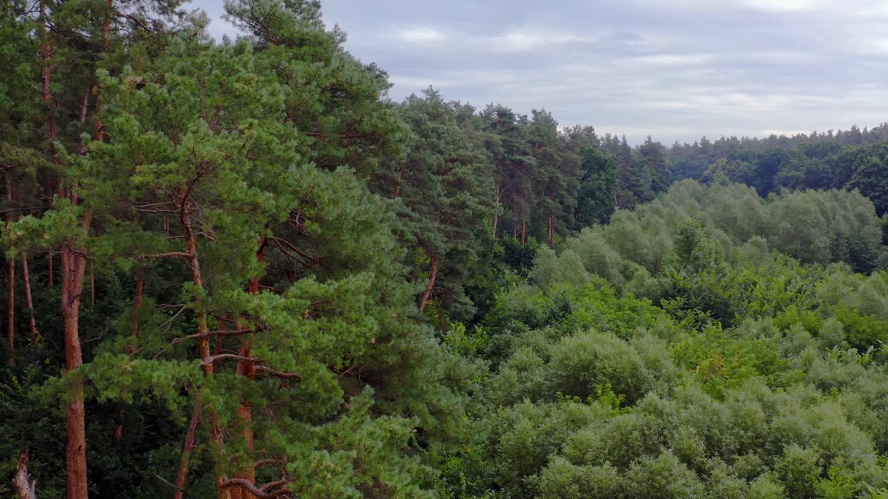 Beautiful green wood in summer. Tall pine trees and tops of short mixed trees in the forest. Flying over the top trees. Aerial view.