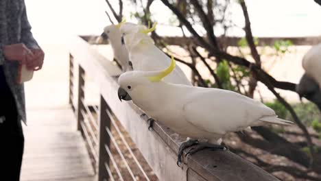 person feeding cockatoos on a wooden railing