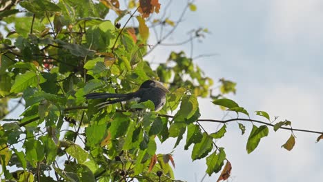 time-lapse de este pájaro juvenil encaramado en una rama durante la mañana mientras las nubes esponjosas se mueven hacia la izquierda, oriental pied hornbill anthracoceros albirostris, tailandia