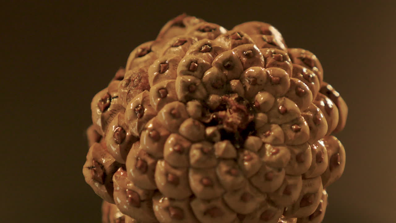 la pineal gira lentamente de cerca