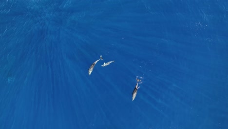 delfines bebés nadando con mamá y papá en maui mientras una gran ballena jorobada nada delante de ellos