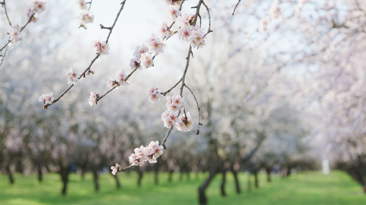 Almond blossoms blooming in an orchard during springtime representing growth and renewal