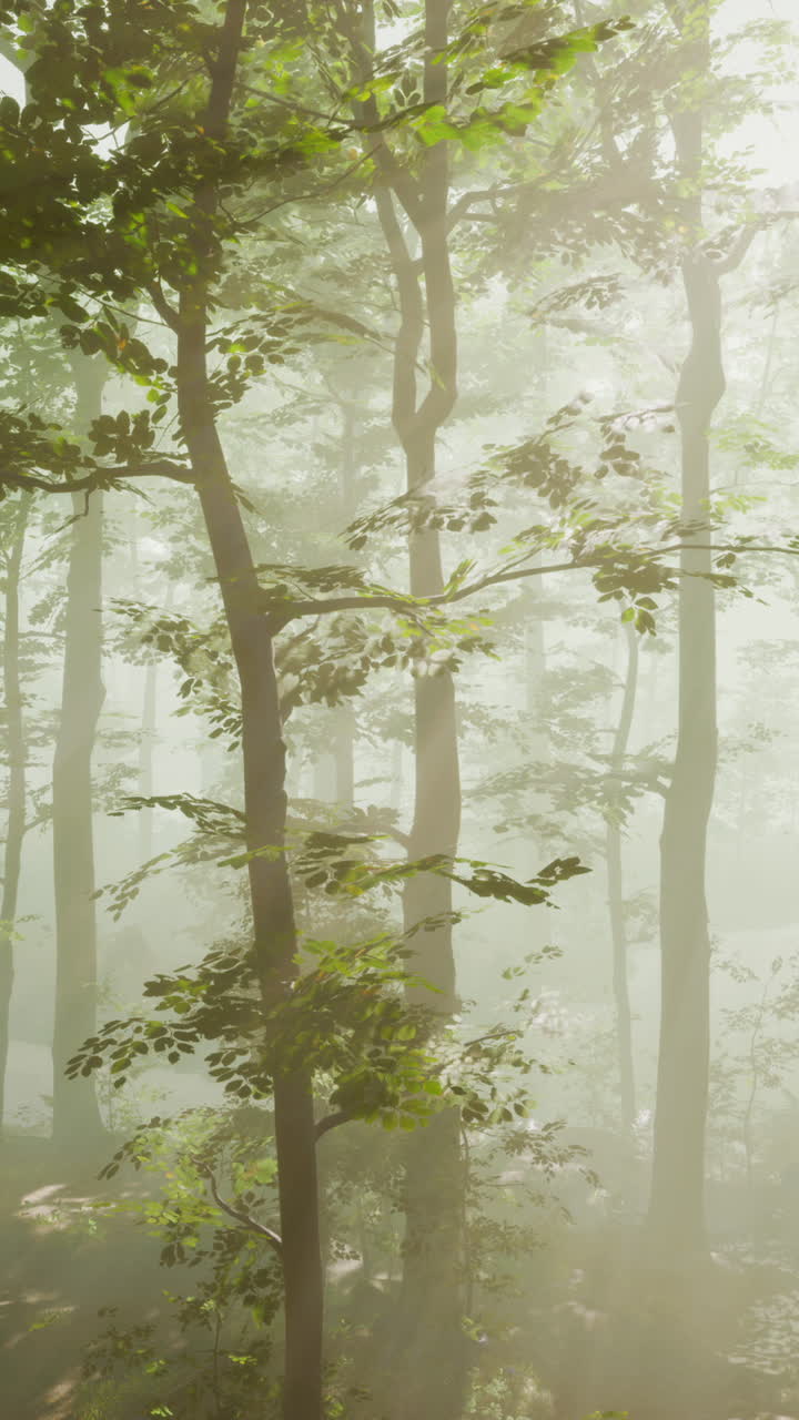 빛이 비치는 안개 숲의 길