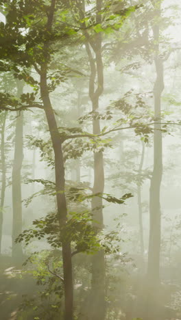 sunlit foggy forest path