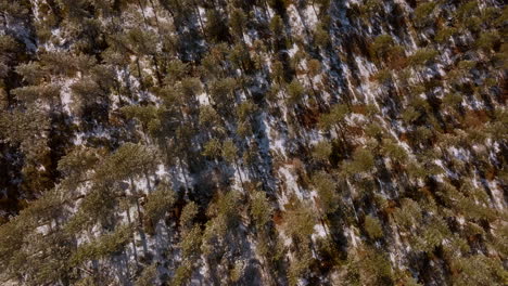 Overhead-Douglas-Fir-trees-in-Lake-Tahoe,-Nevada-with-a-pull-back-and-descend