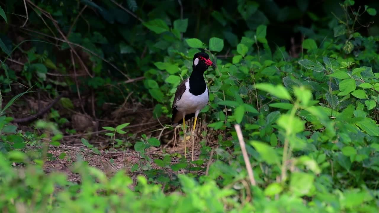 el avefría de barbas rojas es una de las aves más comunes de tailandia