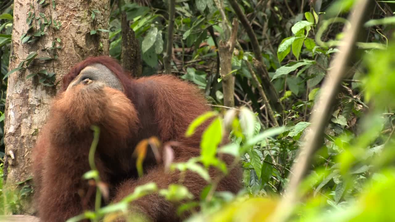 Orangutan di Sumatra, Pongo abelii, grande maschio adulto che mangia, mastica, si alza e si allontana