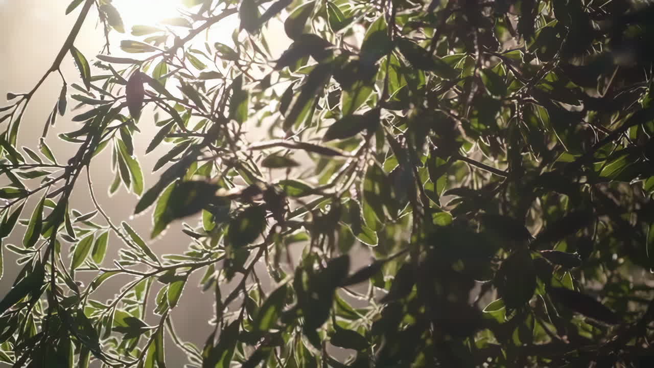 Sunlit Leaves in Fog