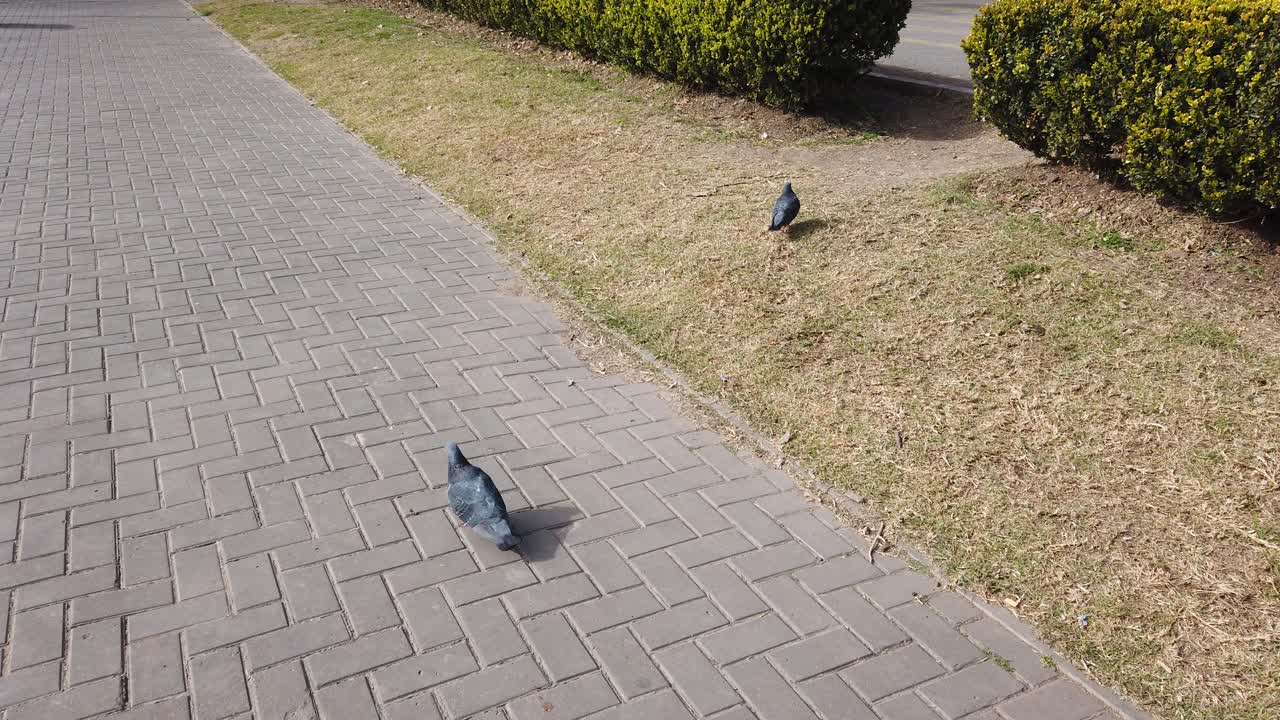 A pigeon walks on a paved pathway next to a grassy area