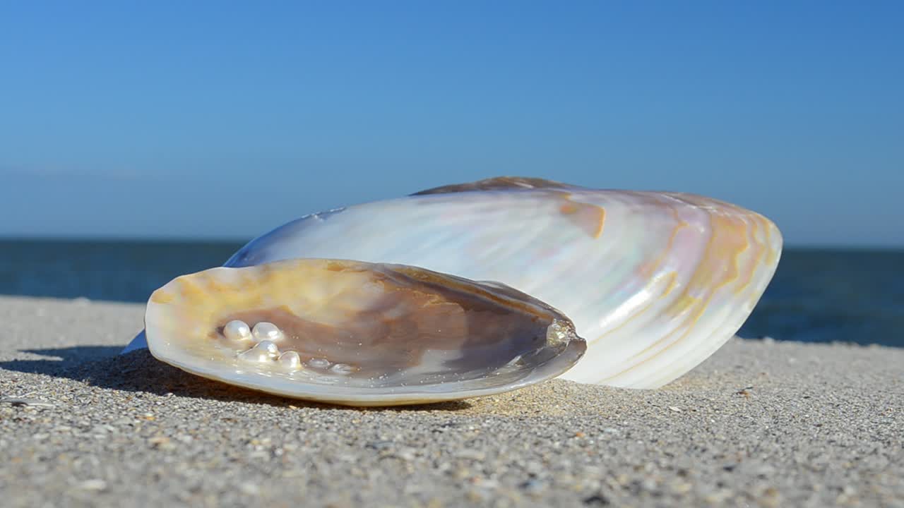 Cockleshells on sand against the background of waves. Shooting on the beach