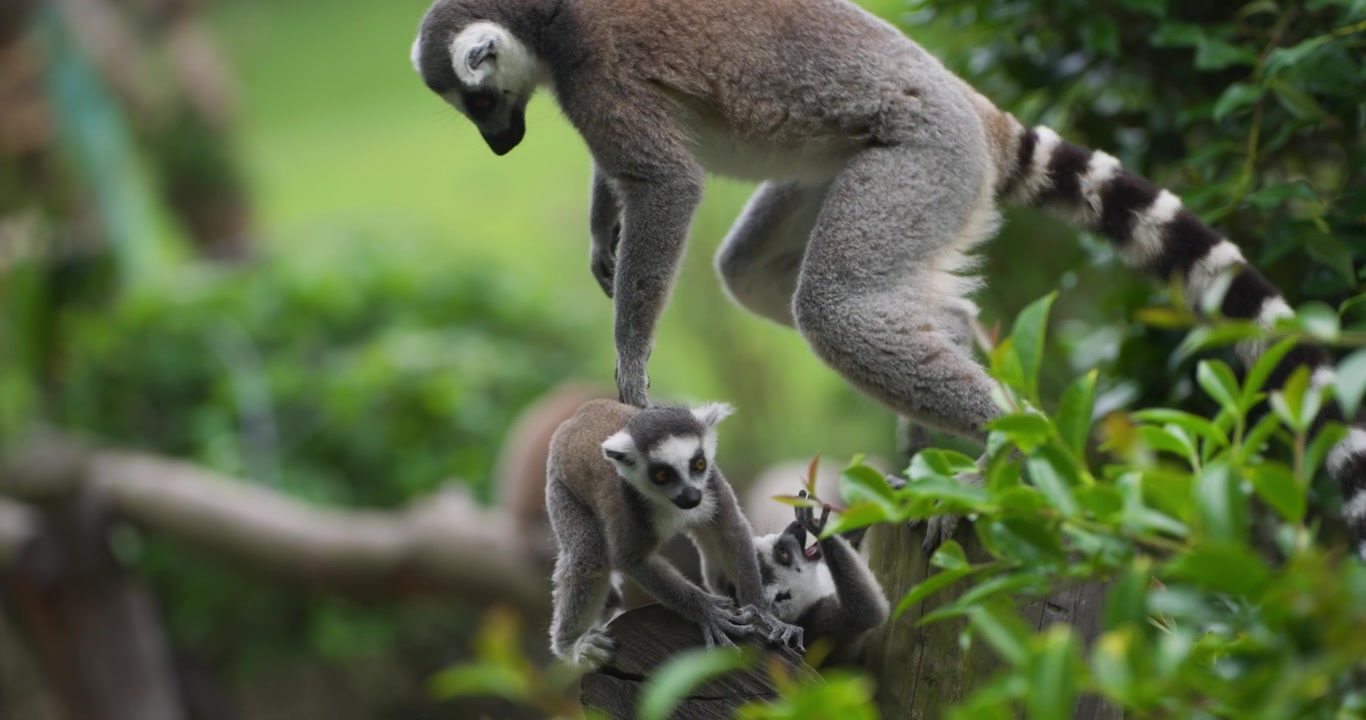 Lêmure-de-Cauda-Anelada Mãe com Filhotes Agarrados Escala e Brinca Ativamente Entre a Folhagem Verde em Galho de Madeira Mostrando Cauda Listrada e Marcas Faciais Distintas