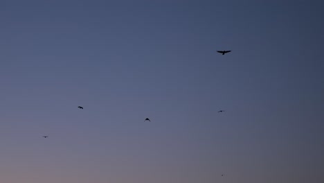 Cielo-Crepuscular-Con-Pájaros-Delineados-Negros-Volando-En-Cámara-Lenta