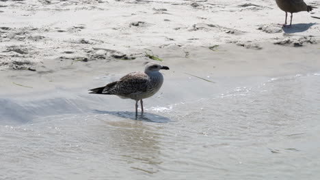 a seagull standing on the sand at the beach with the water around its feet