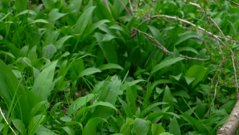 closeup of hang gathering spinning and turning to pick wild garlic leafs from forest floor