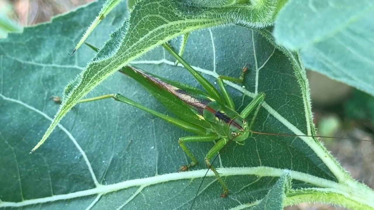 La cavalletta verde (Tettigonia viridissima) riposa sotto una foglia pelosa mostrando le sue lunghe antenne, le potenti zampe posteriori e le ali completamente sviluppate, macro a mano libera