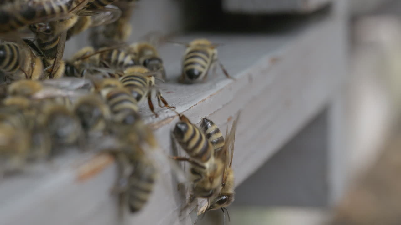벌 들 이 벌집 입구 를 청소 하고 꽃가루 를 운반 하는 것