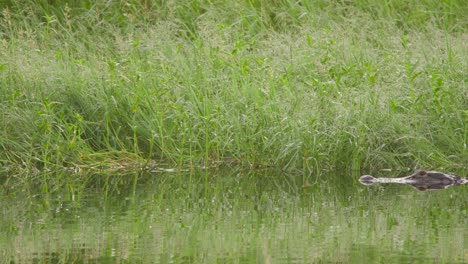 alligator-reptile-slowly-swimming-across-water-with-green-foliage-in-background