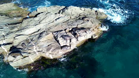 Toma-Aérea-De-Drones-De-Focas-Leones-Marinos-Tomando-Sol-Sentados-En-Rocas-Durmiendo-Animales-Juguetones-Fauna-Marina-Océano-Batemans-Bay-Guerrilla-Costa-Sur-Viajes-Turismo-Nueva-Gales-Del-Sur-Australia-4k