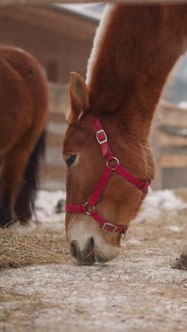 brown horse with pink snaffle eats hay on enclosed territory of rural farm. herd of purebred domestic animals grazing near stable in highland closeup