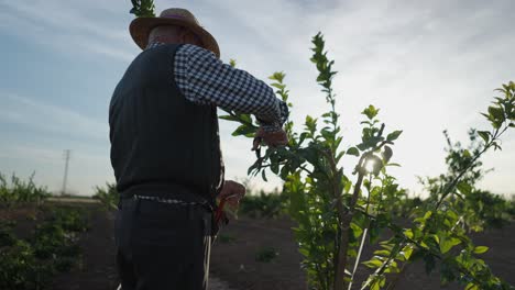 farmer pruning fruit trees at sunset