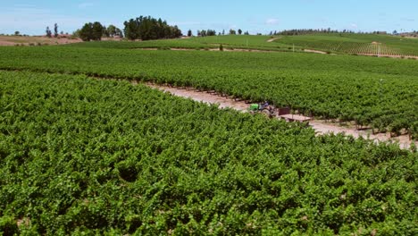 Tiro-Giratorio-De-Un-Agricultor-Conduciendo-Un-Tractor-A-Través-De-Viñedos-En-El-Valle-Del-Maule,-Chile