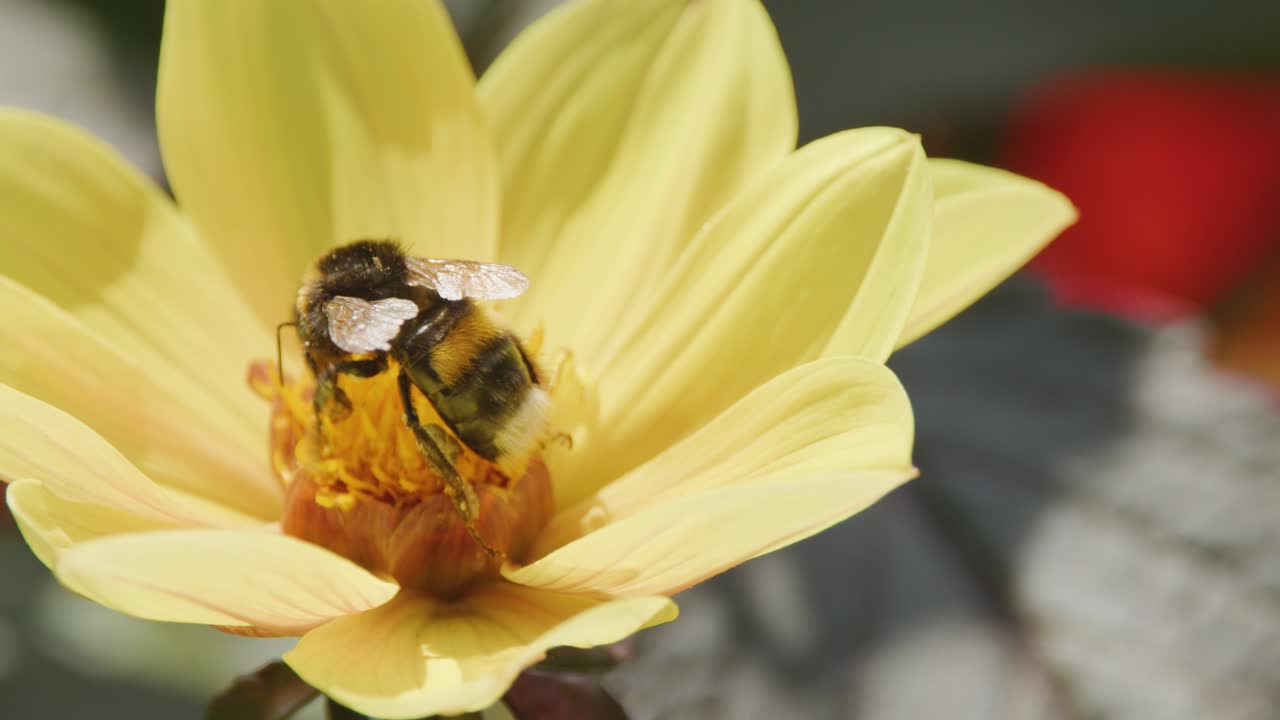 A bumblebee gathers pollen and feeds on nectar atop a yellow flower, captured in close-up with natural daylight and shallow depth of field