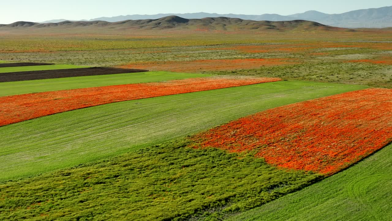 un avión volando sobre los exuberantes campos de la reserva de amapola en lancaster, california