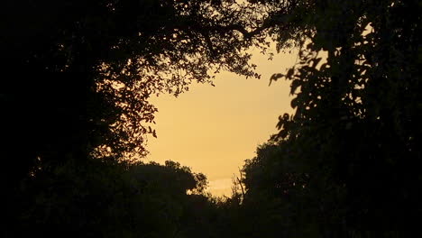 Bosque-Pacífico-De-árboles-Recortados-Por-La-Puesta-De-Sol-Naranja,-Hd