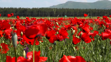 campo de grandes flores rojas de amapola moviéndose en el viento