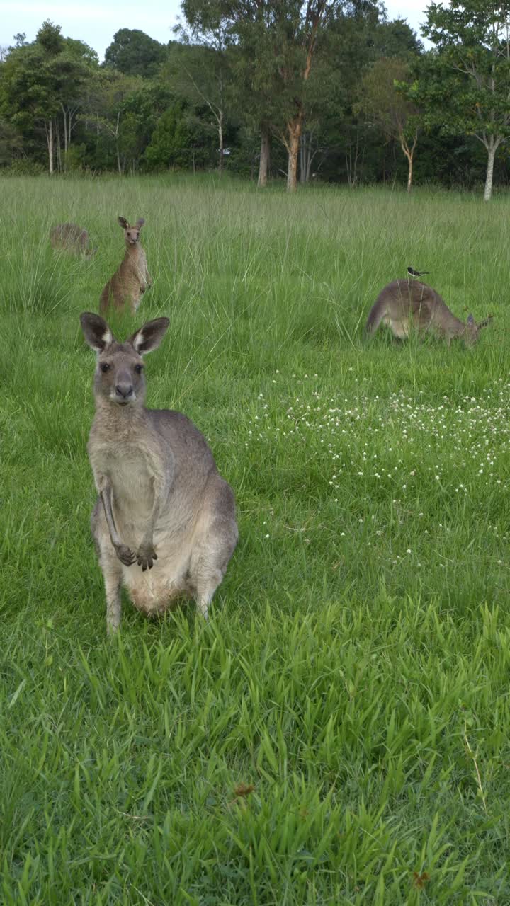 Eastern Grey Kangaroos Standing And Grazing In Green Grass In Queensland, Australia - Vertical Shot