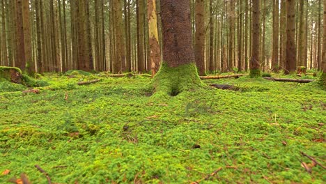 una maravillosa parte verde cubierta de musgo de un bosque desde una perspectiva baja alejada como elemento de fondo