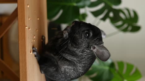 chinchilla negra de pie en la mesa