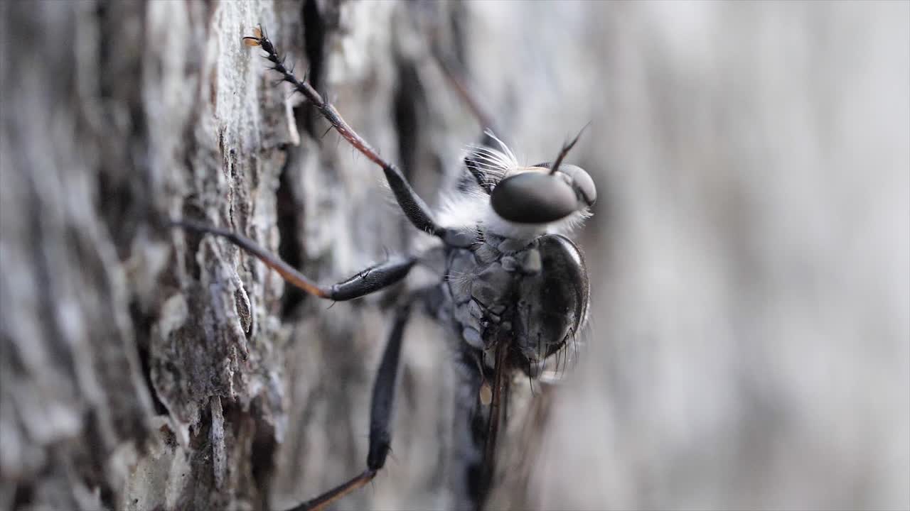 mosquito en la sesión de macro de corteza de árbol