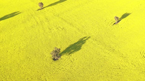 Una-Excelente-Toma-Aérea-De-Los-Campos-De-Colza-En-Cowra-Australia-1