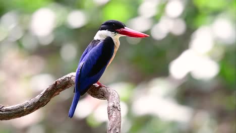 El-Martín-Pescador-De-Gorra-Negra-Tiene-Un-Pico-Rojo-Como-Un-Caramelo-Y-Una-Gorra-Negra-Que-Se-Encuentra-En-Tailandia-Y-Otros-Países-De-Asia