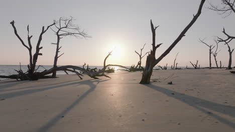Sunset on a beach with dead trees