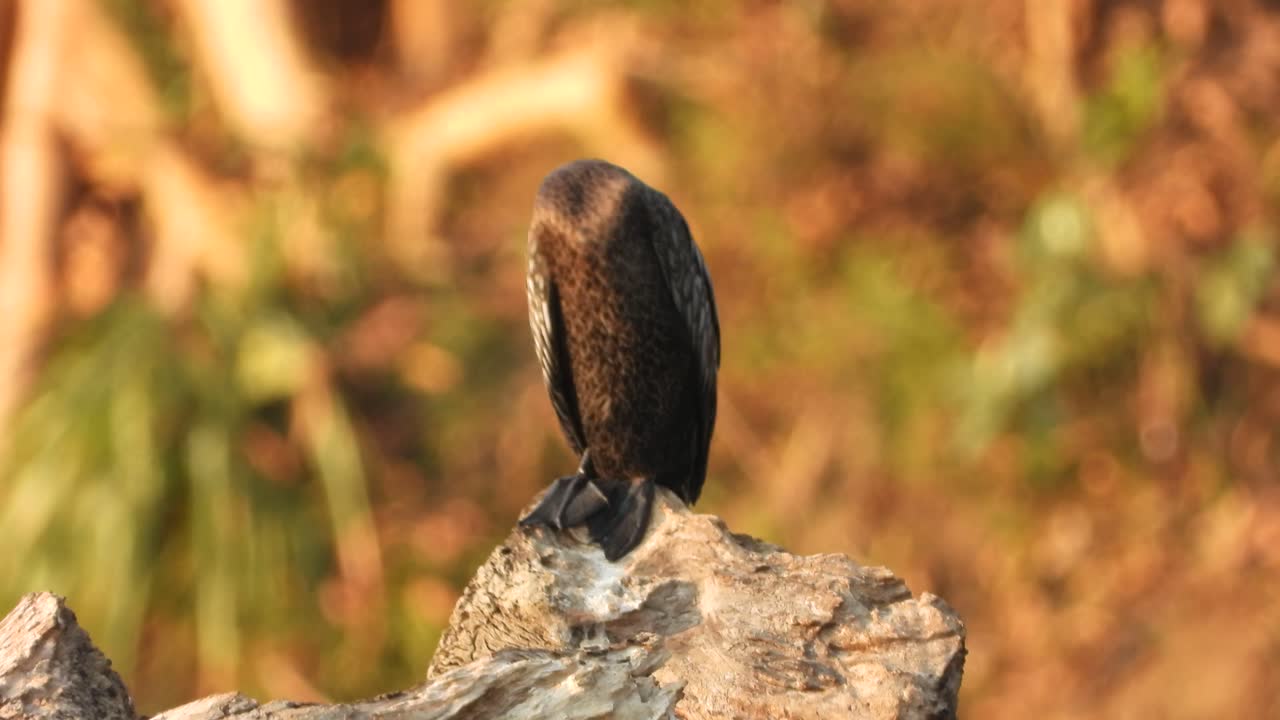 баклан ждет молитвы в районе озера