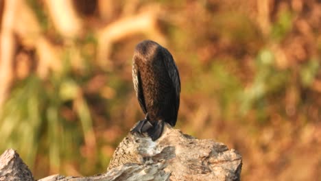 Cormorán-Esperando-Orar-En-El-área-Del-Lago