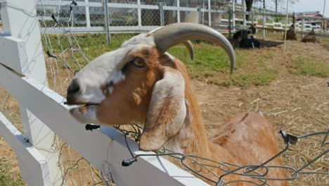 close-up view of a goat behind a fence in a farm