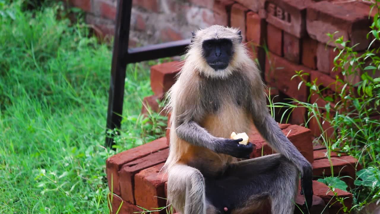Close-up of wild langur monkey eating fruit among bricks and greenery. Perfect for wildlife, nature or educational content with serene mood