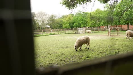 Die-Zeitlupe-Zeigt-Eine-Aufnahme-Von-Schafen,-Die-Auf-Einem-Feld-Gras-Fressen