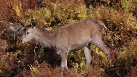 deer-walking-in-ferns-stops-to-look-at-you