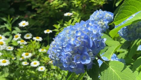 vibrant blue hydrangeas and white daisies in a sunny garden