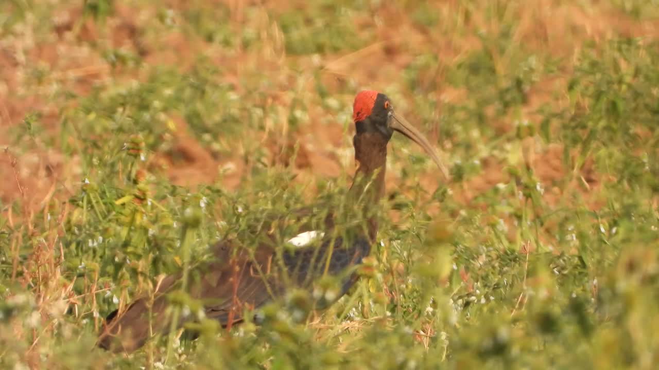 Ibis bird finding food for pray .