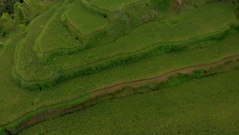 HD-4K-Bali-Rice-Fields-2018